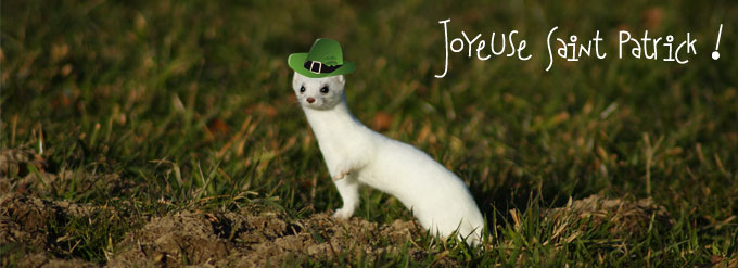 Quelle bière bretonne pour la Saint-Patrick 2014 ?